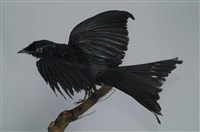 藏品(小卷尾)的圖片